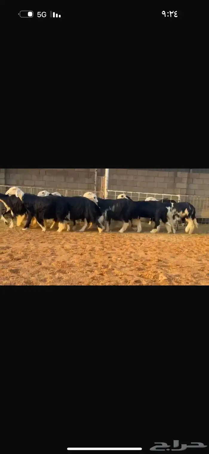 عرض بيع ثنوات وجذعات 0