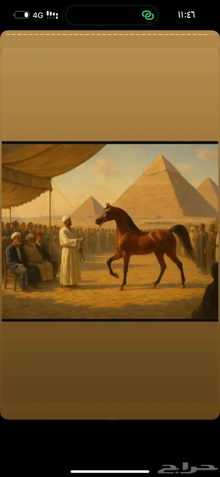 يوجد افراس فاخرة للبيع 0