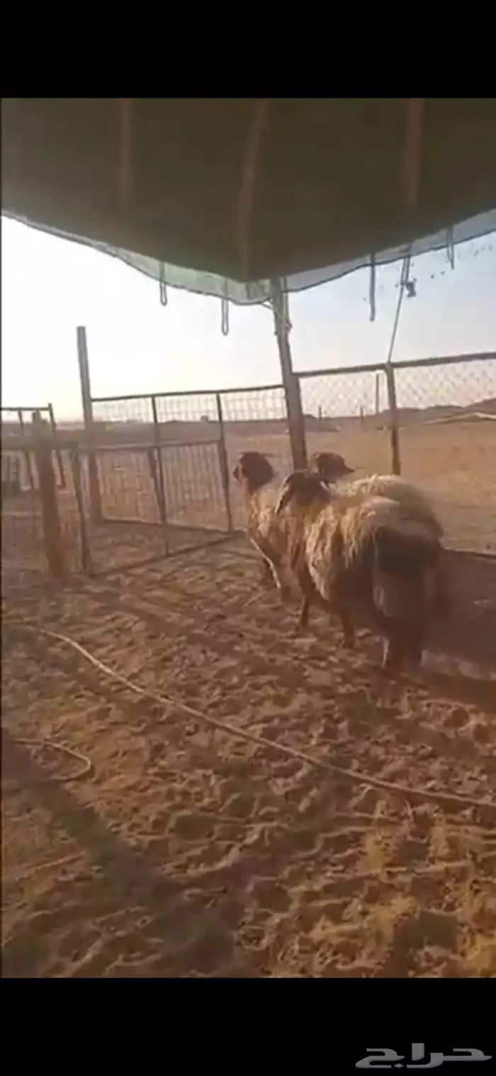 ذبايح خرفان تمايم ومناسبات 1