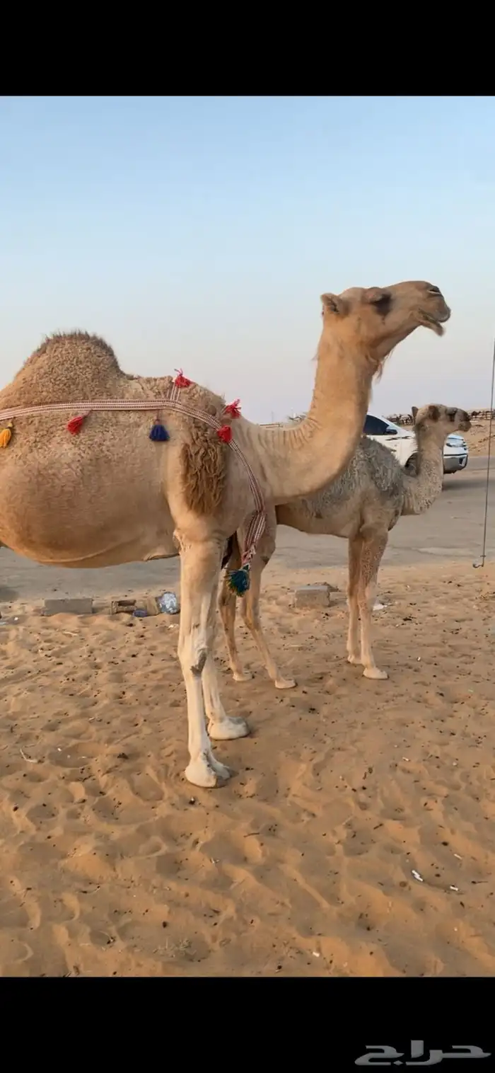 خلفه هديه تحلب من يمين ويسار 4