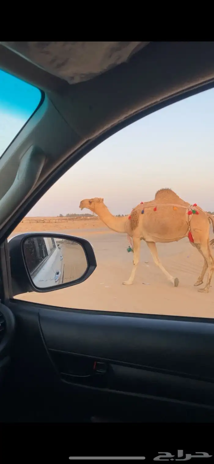 خلفه هديه تحلب من يمين ويسار 1