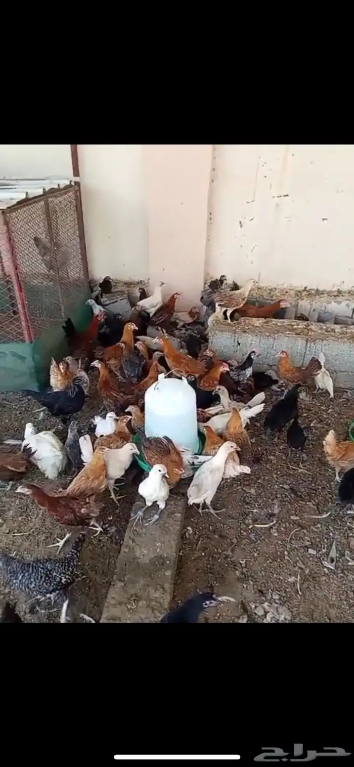 دجاج بلدي اعمار 3 شهور 0