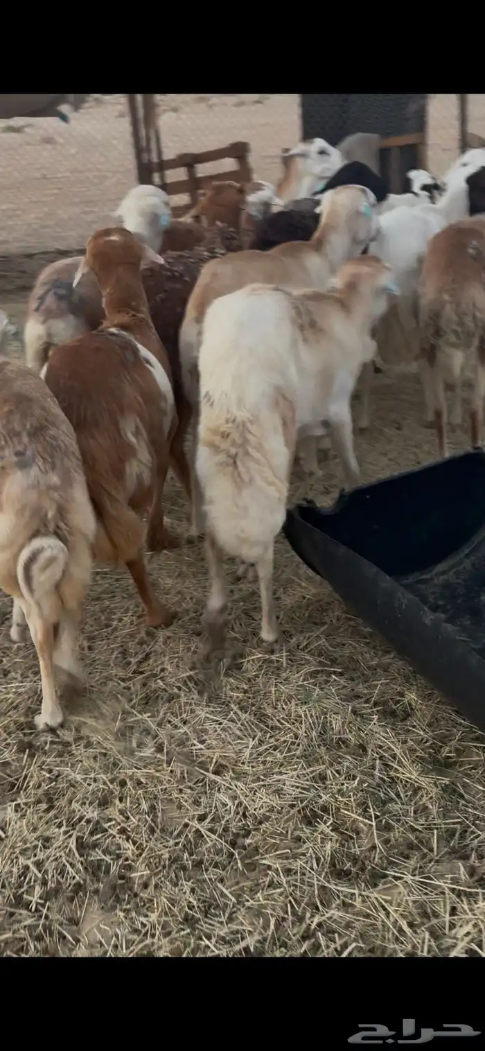 ذبايح رفيد سمان 0