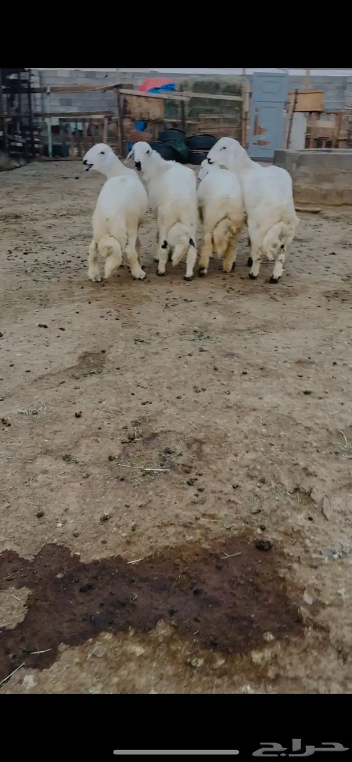 طليان جذعان 0