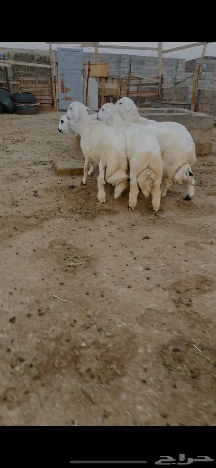 طليان جذعان 1