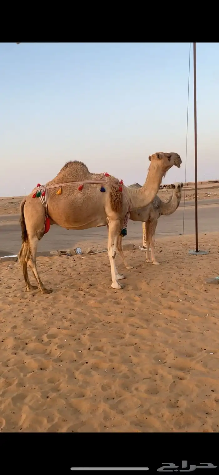خلفه هديه تحلب من يمين ويسار 0
