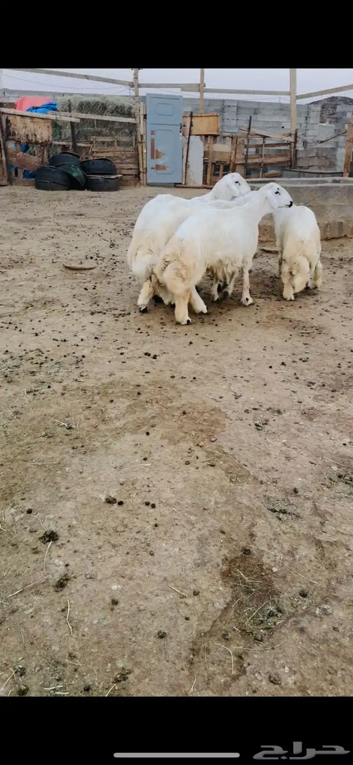 طليان جذعان 2
