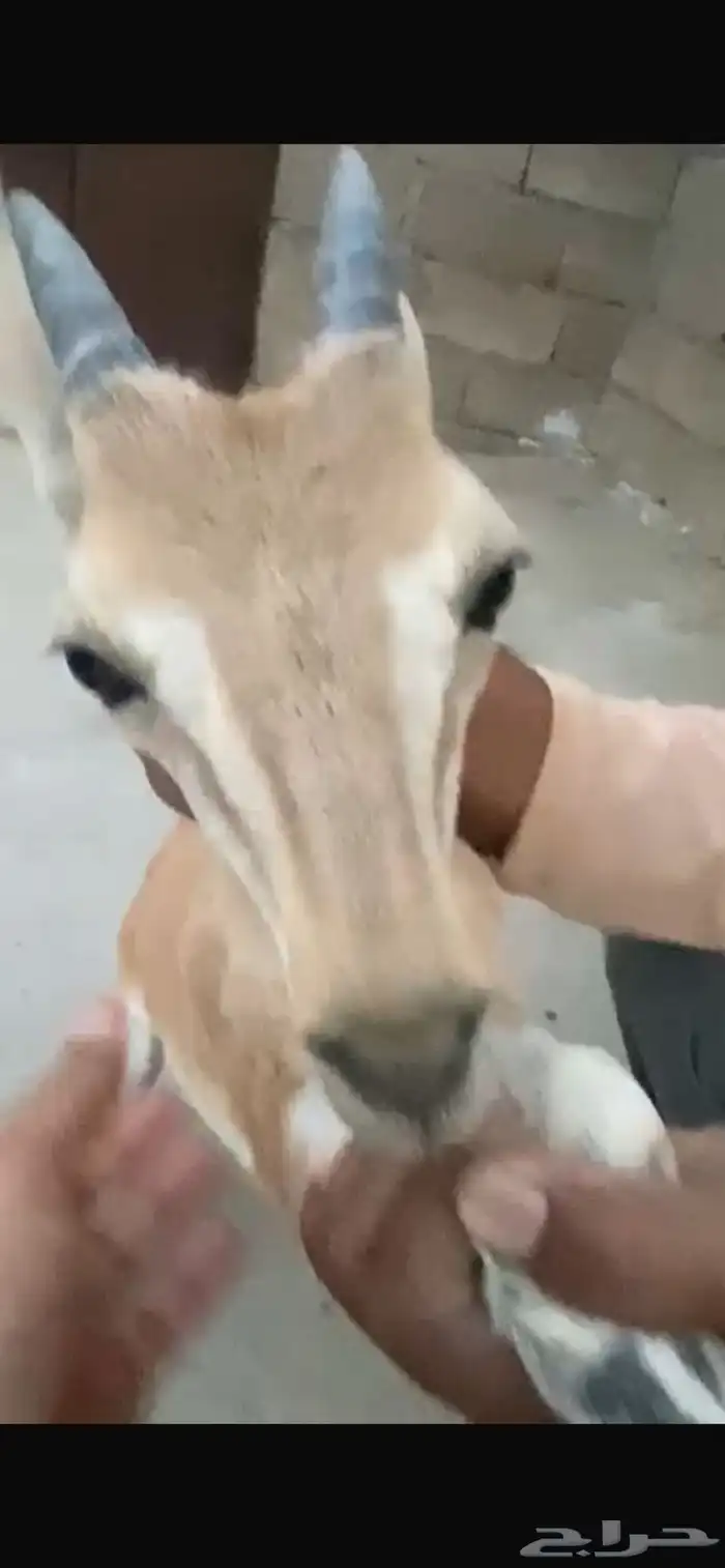 وعل للبيع لون وقرن بسم الله 3
