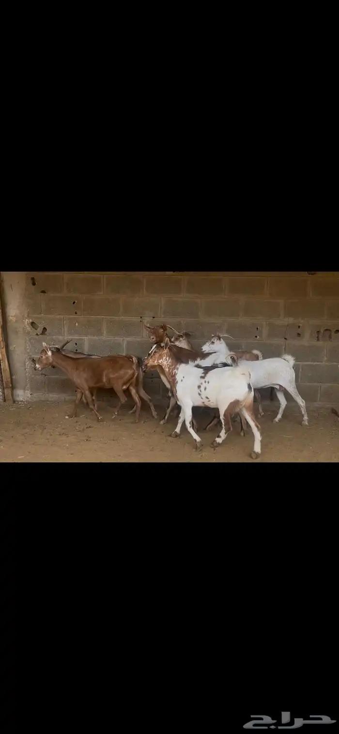 معزا جنوبيه صغار سن..تم البيع 8