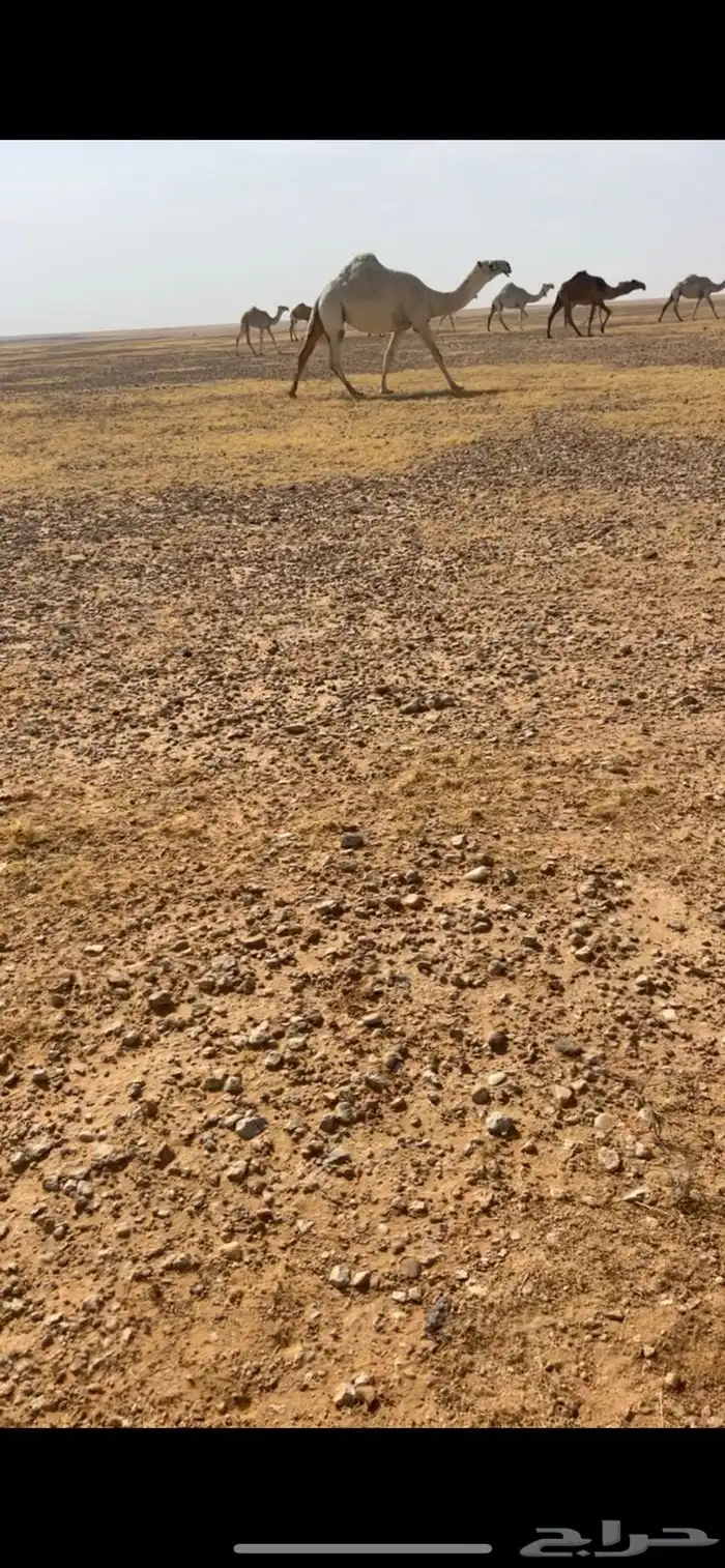 لقحه مقرب وضحاء الطيبة 0