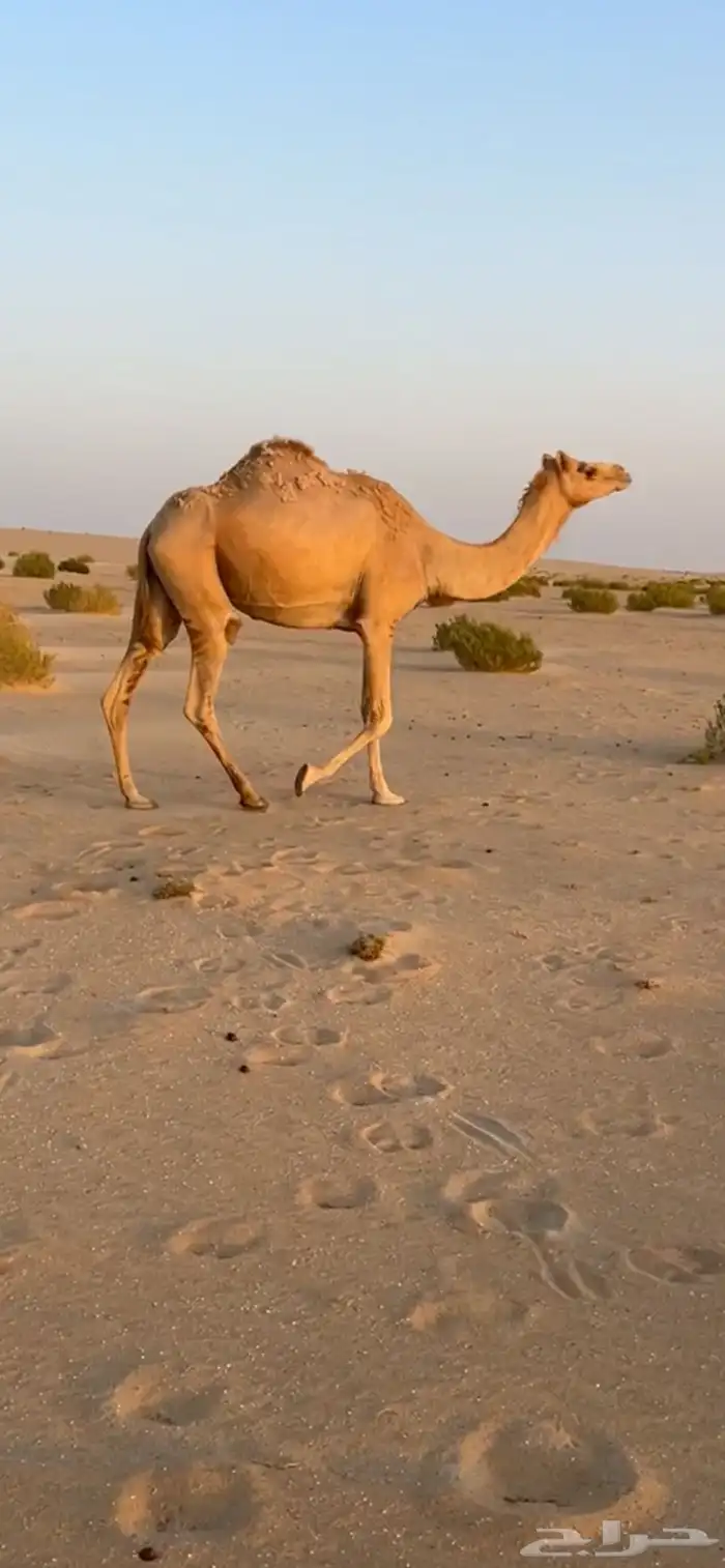 عرض لهل العمانيات عمانيه ابوها الباز بعير الخيارين 0