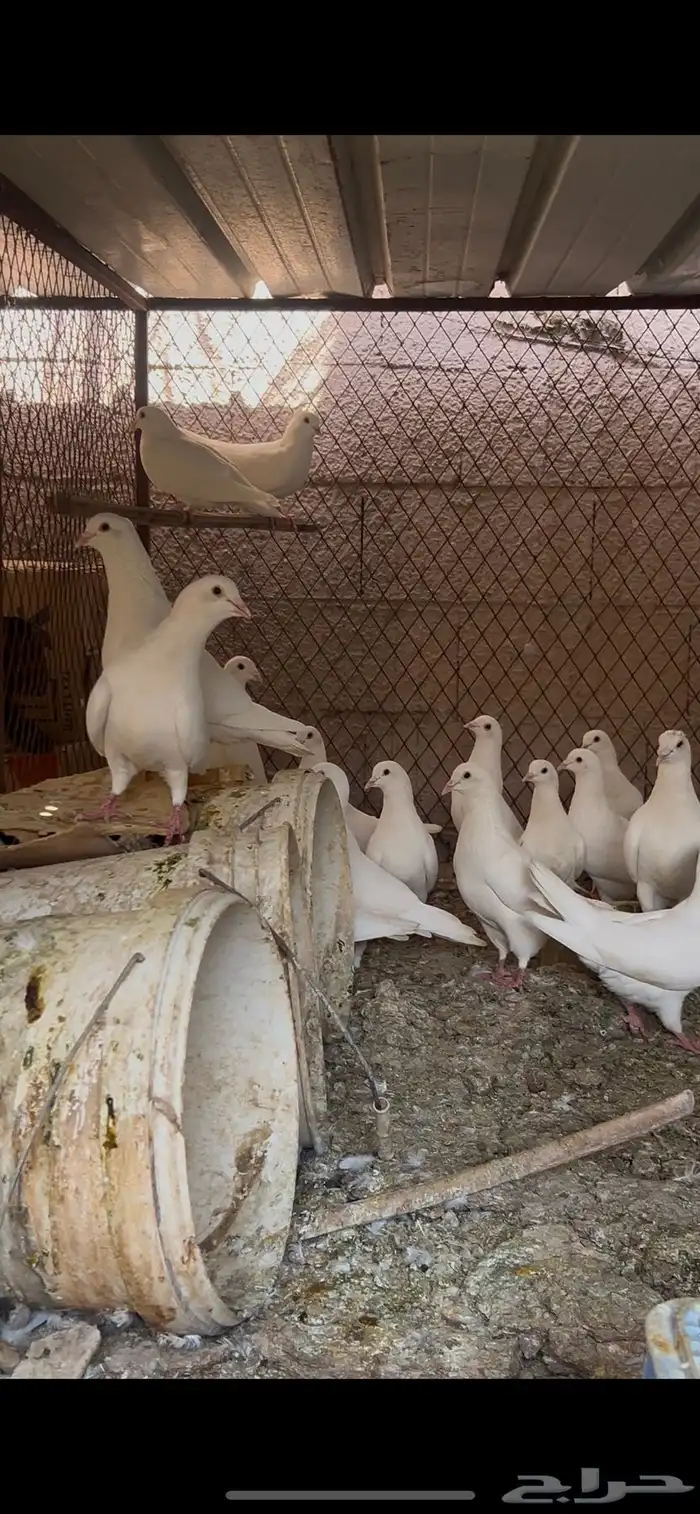 حضيره حمام فرنسي لاحم جامبو شرط الانتاج 0