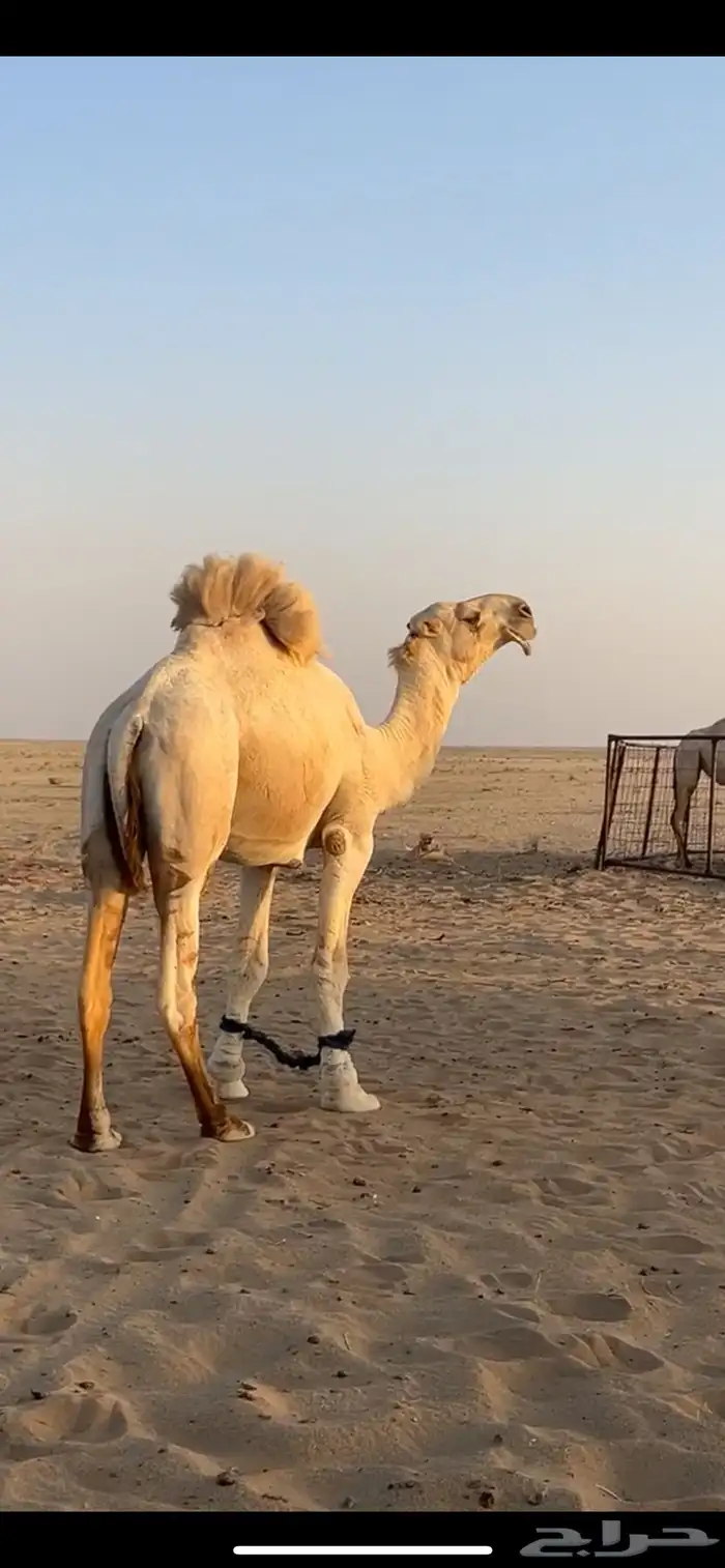 للبيع البيعر اوضح 0