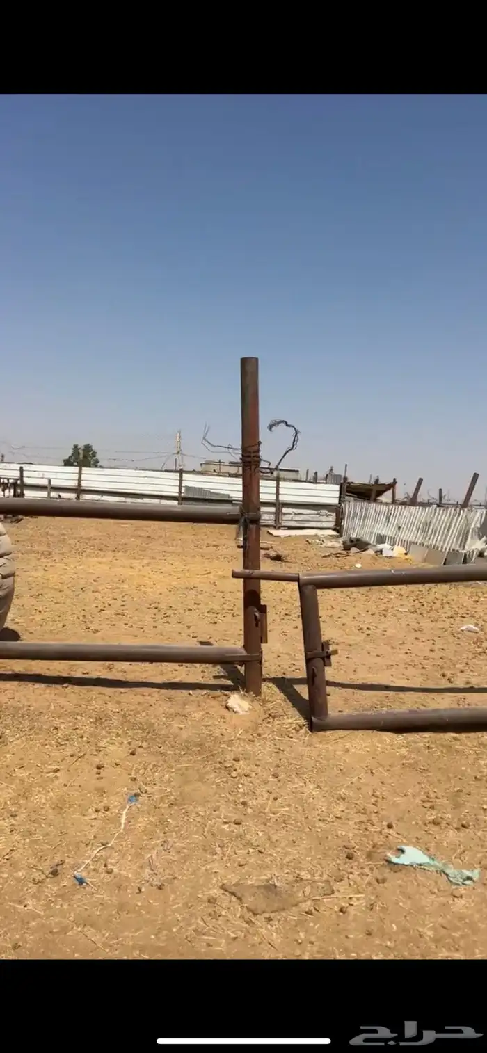 حوشين في سوق الابل شبكين 1
