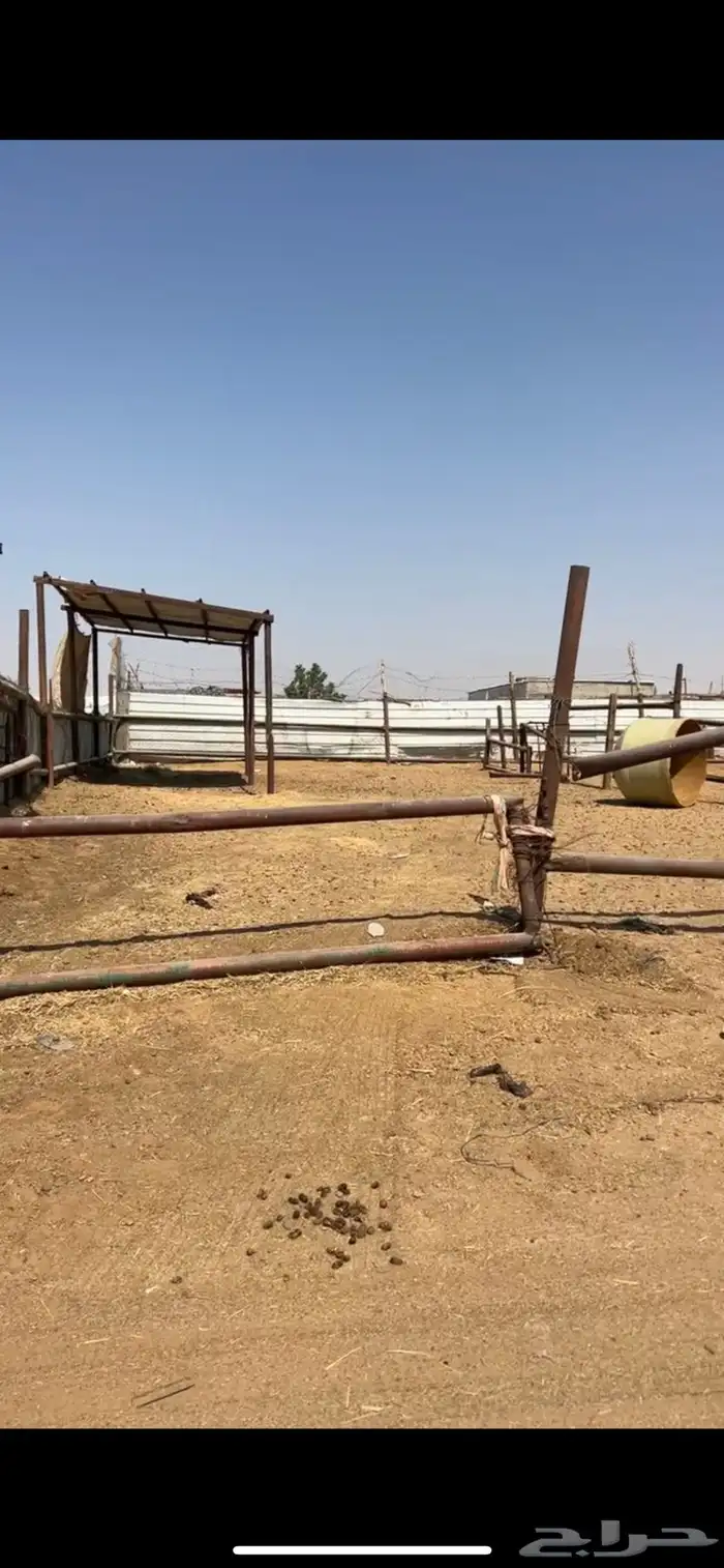 حوشين في سوق الابل شبكين 0