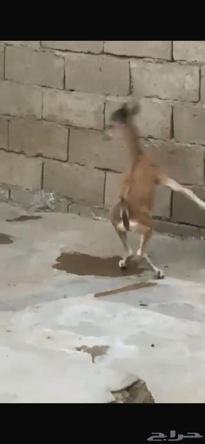 وعل للبيع لون وقرن بسم الله 1