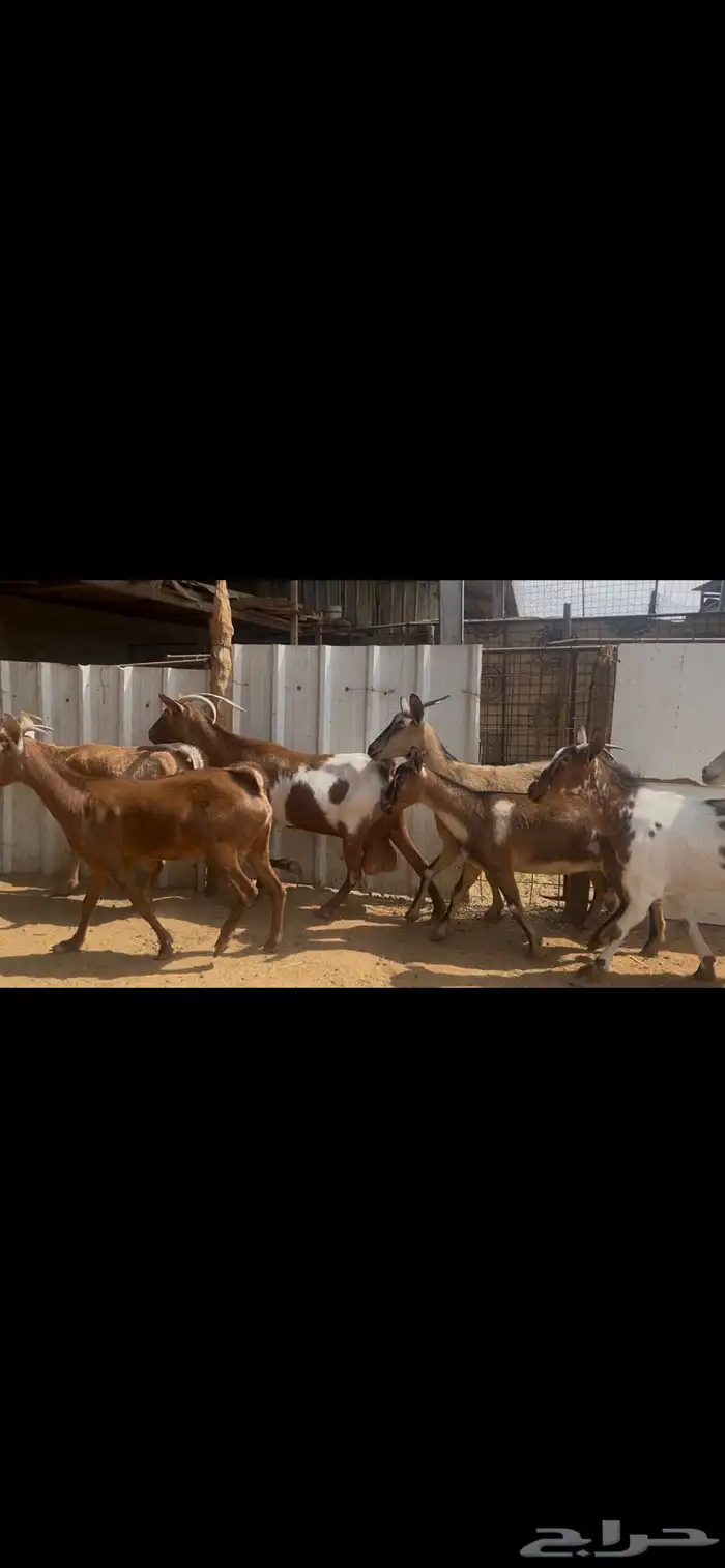 معزا جنوبيه صغار سن..تم البيع 0