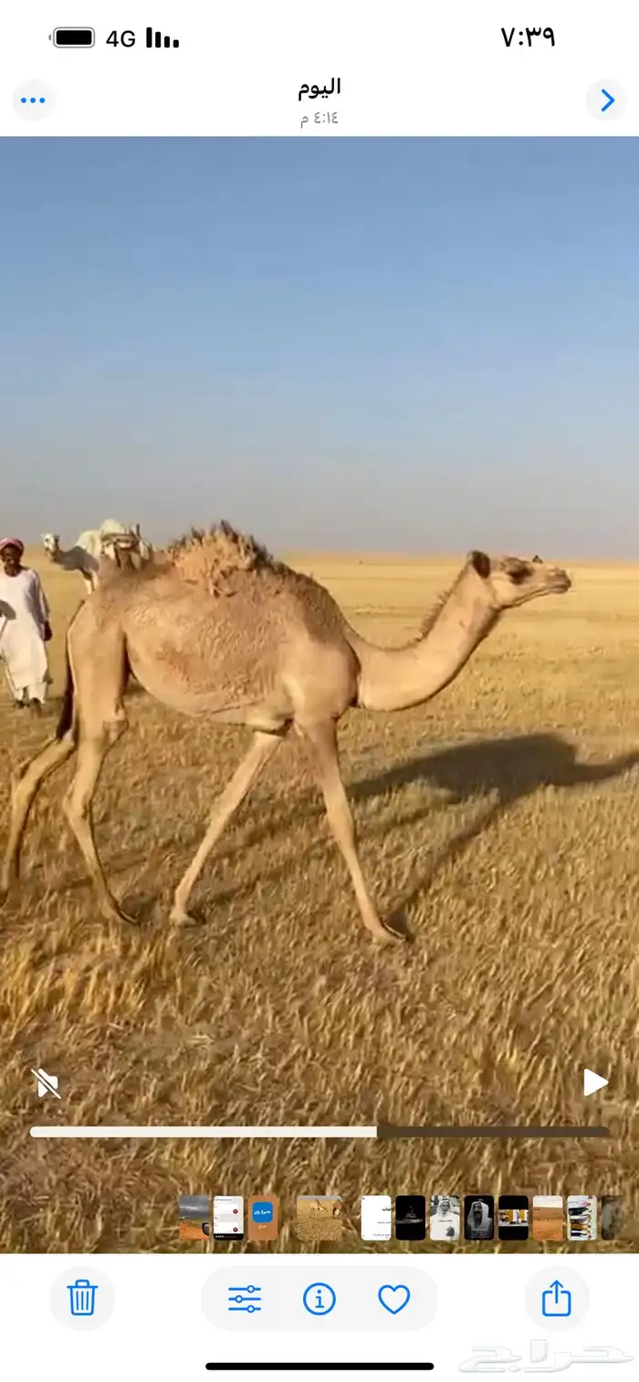 بكره عمانيه 1