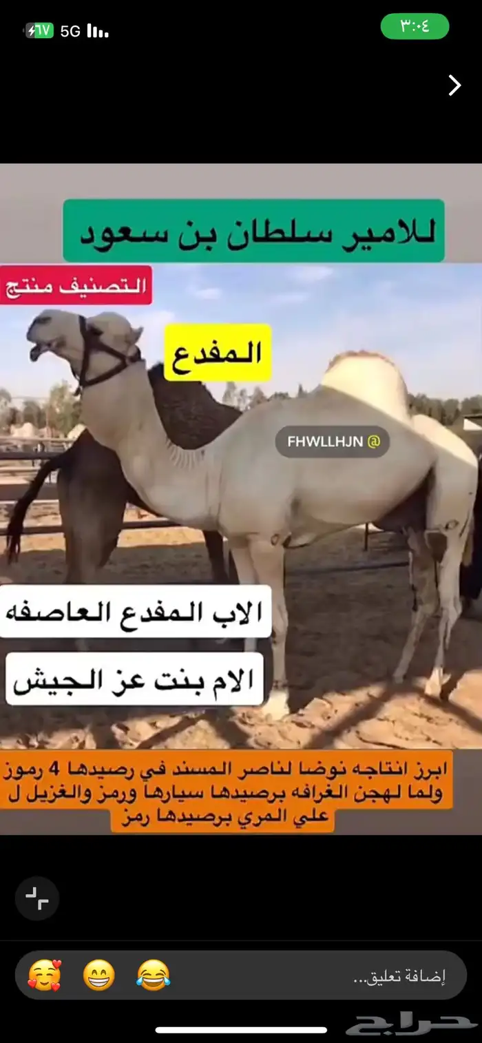 هجن فحل قعود الأمير سلطان بن سعود 2