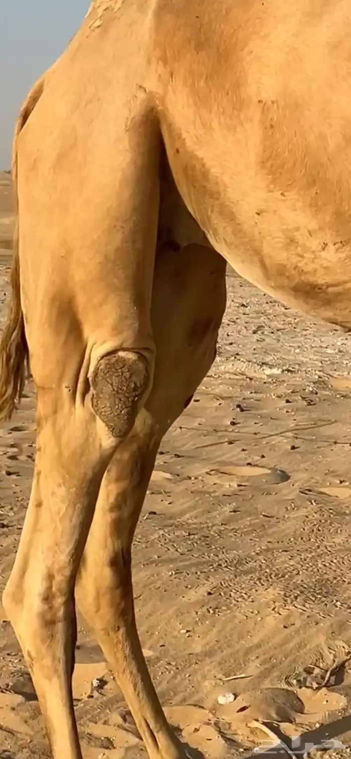 عرض لهل العمانيات عمانيه ابوها الباز بعير الخيارين 1