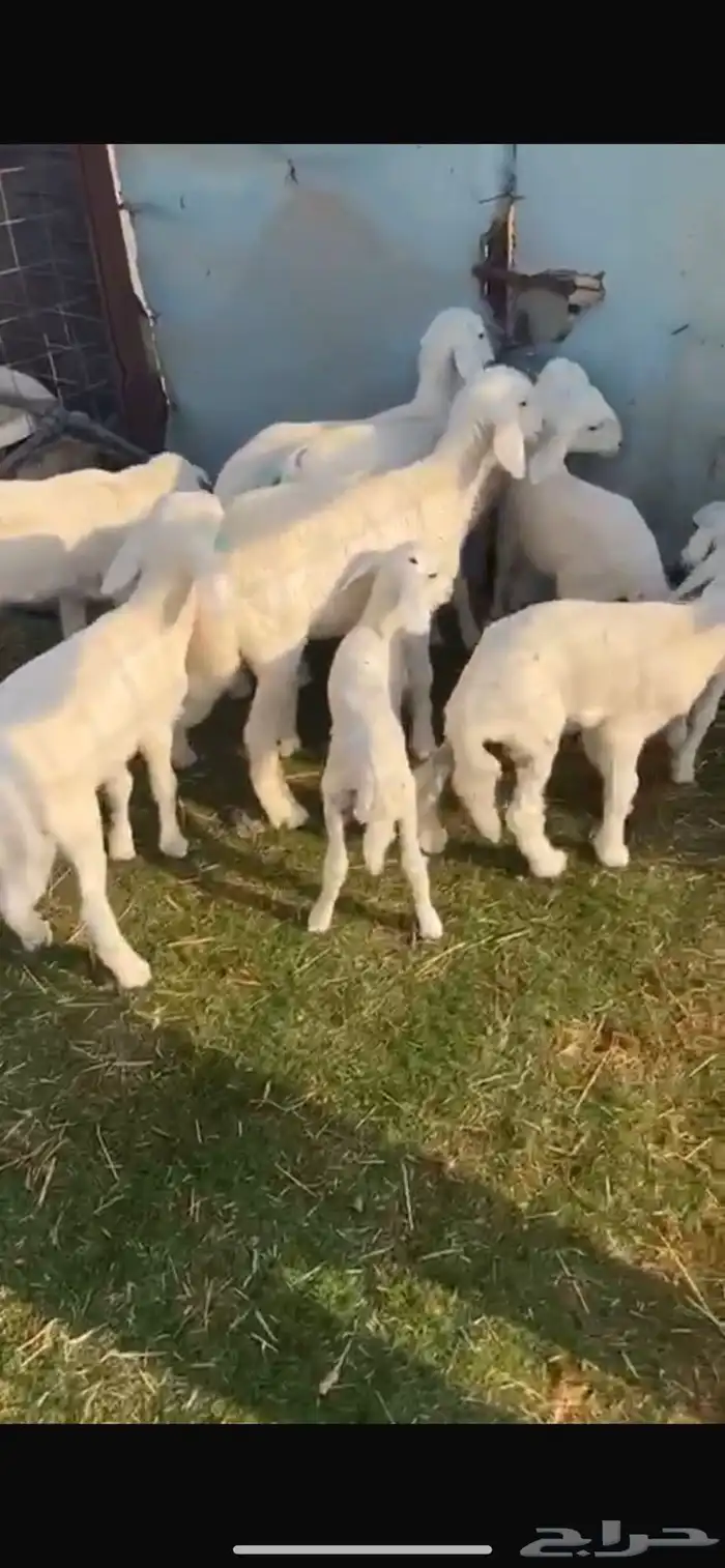 للبيع غنم حريات مراح واحد 2
