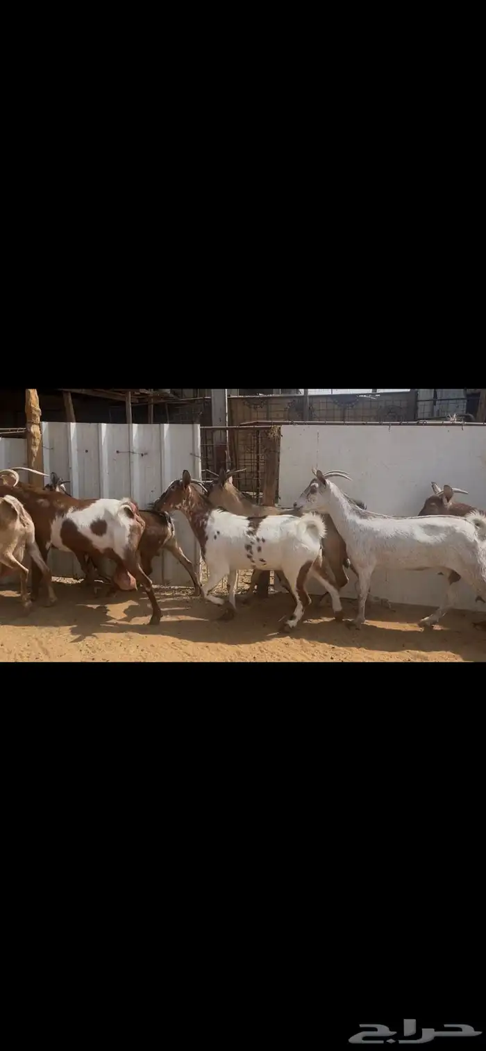 معزا جنوبيه صغار سن..تم البيع 6