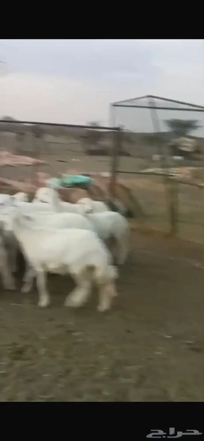 رخال للبيع 0