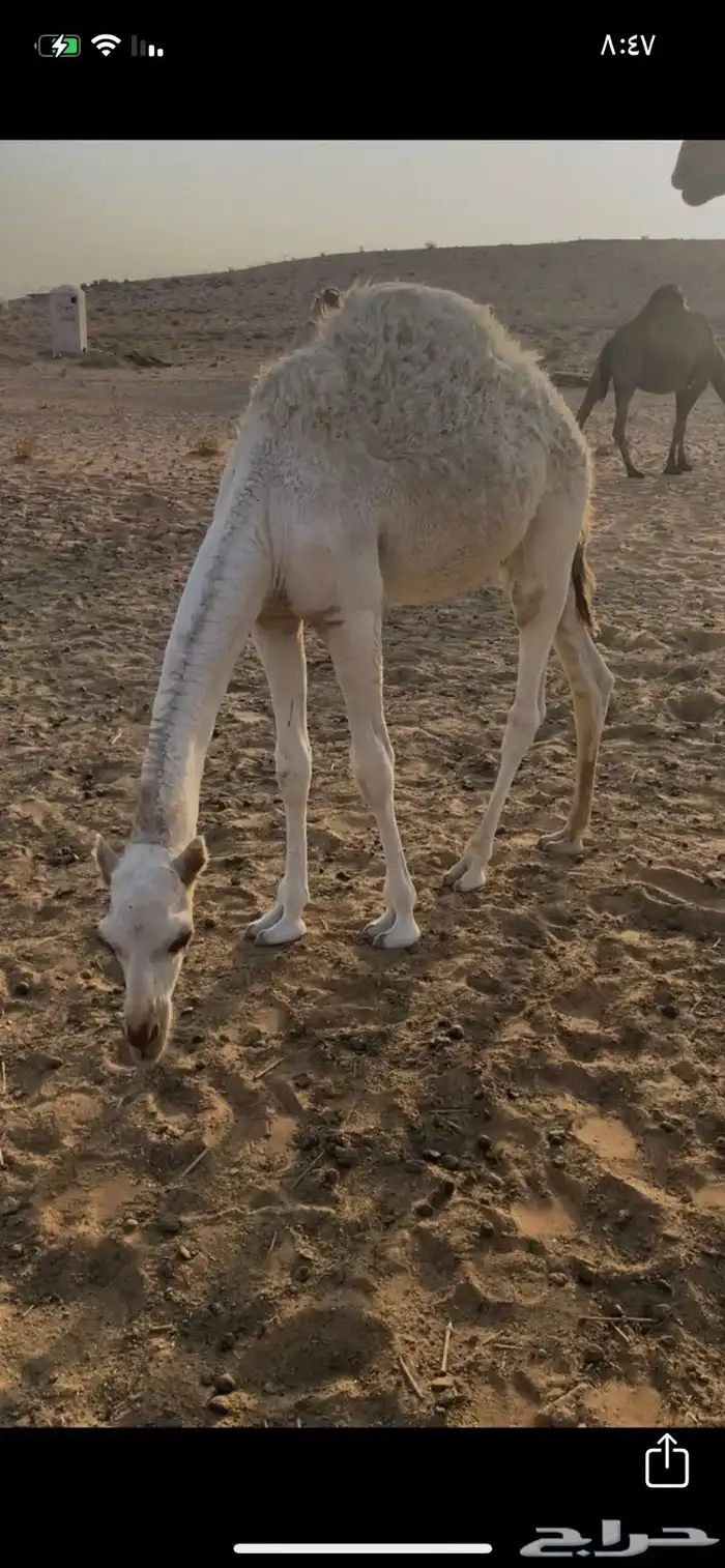 ناقتين للبيع مع القعدان 2