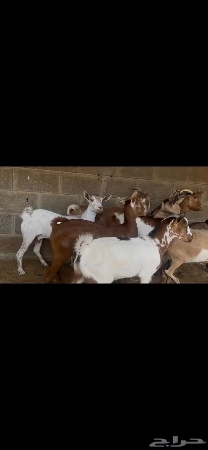 معزا جنوبيه صغار سن..تم البيع 2