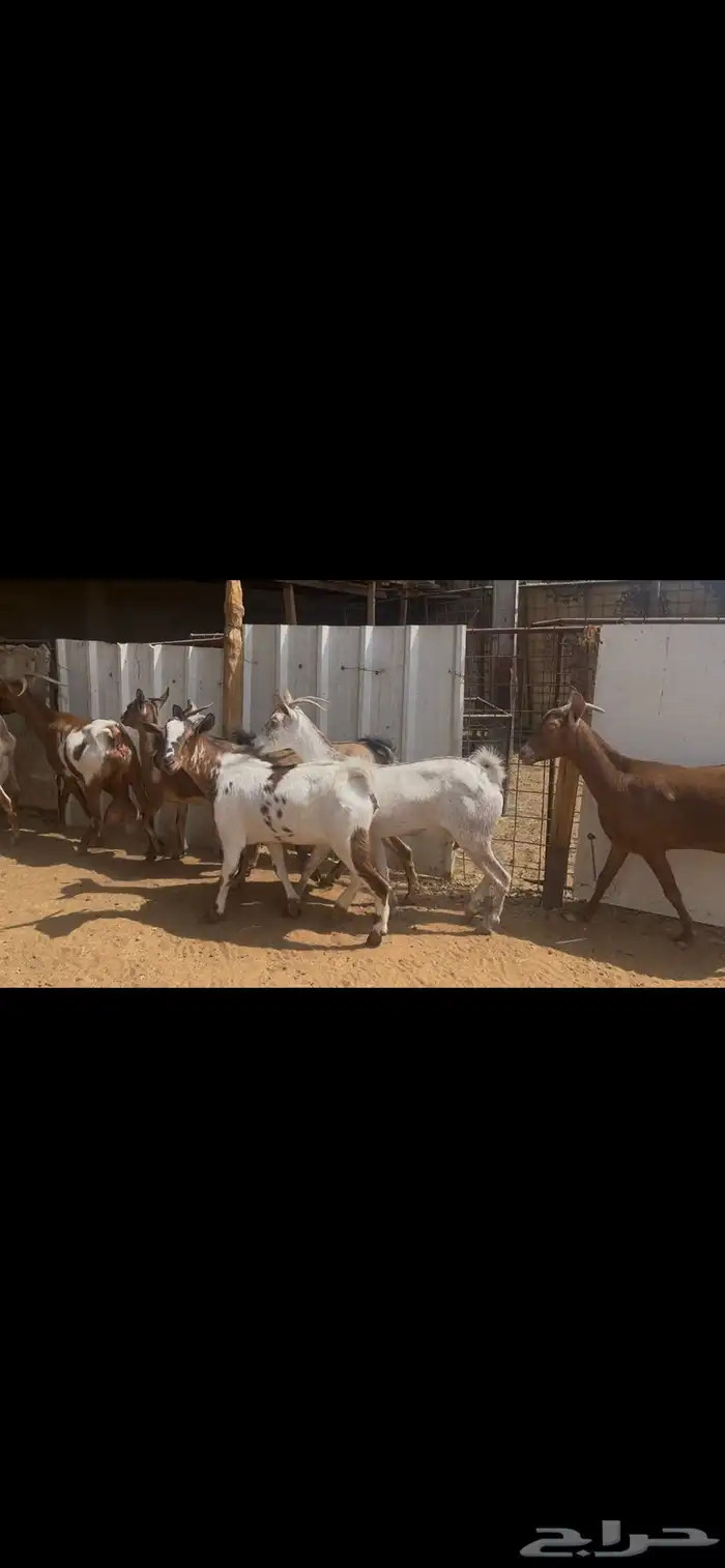 معزا جنوبيه صغار سن..تم البيع 3