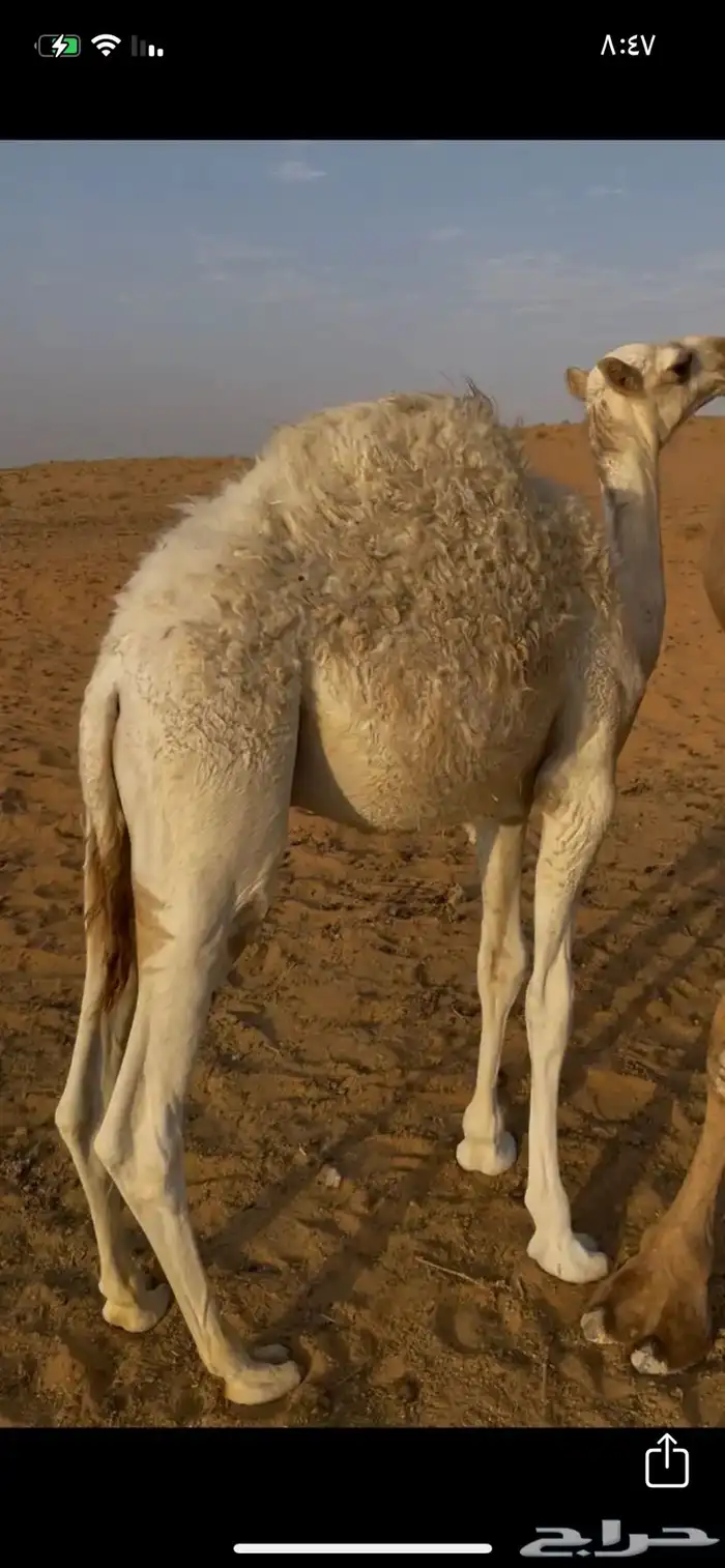 ناقتين للبيع مع القعدان 6