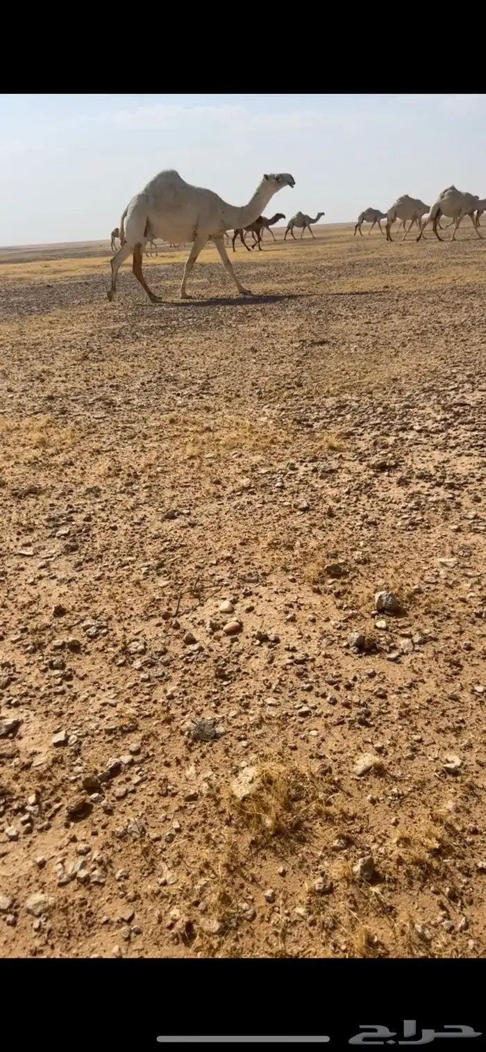 لقحه مقرب وضحاء الطيبة 1