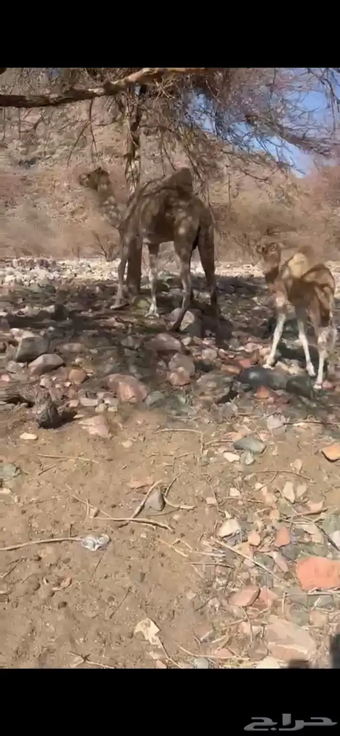 ناقه خلفه معه بكره عمره شهرين 1