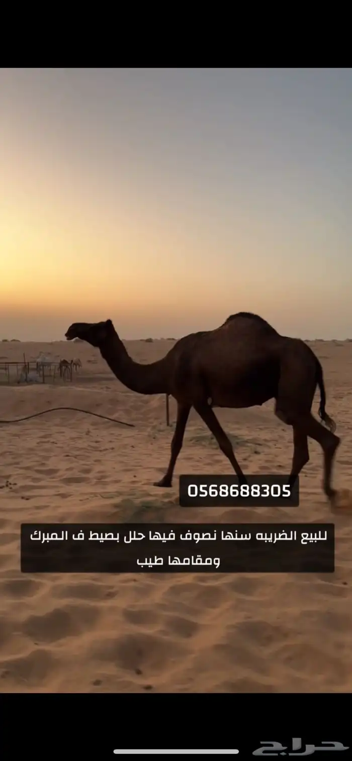 للبيع علومها كلها فالصوره 0