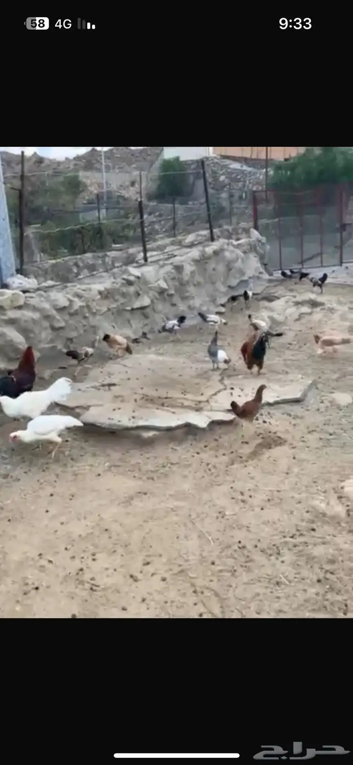 النماص بدوه 2