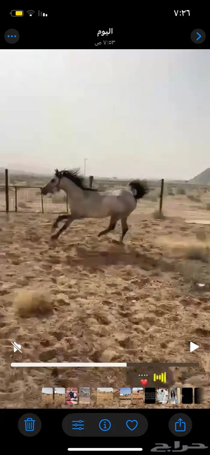 السلام عليكم عرض فرس شعبيه شيخه عمرها ثلاث باقي التفصيل خاص 1