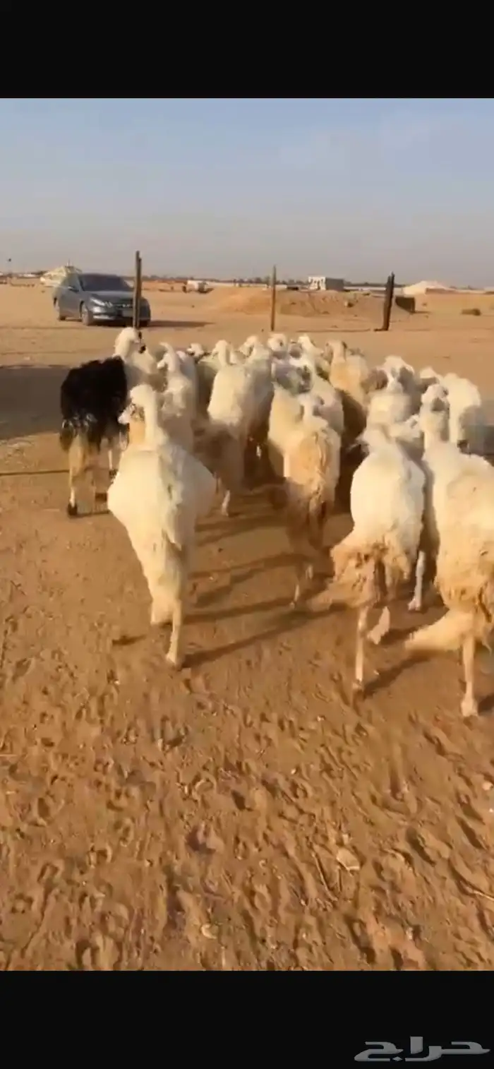 للبيع غنم حريات مراح واحد 1