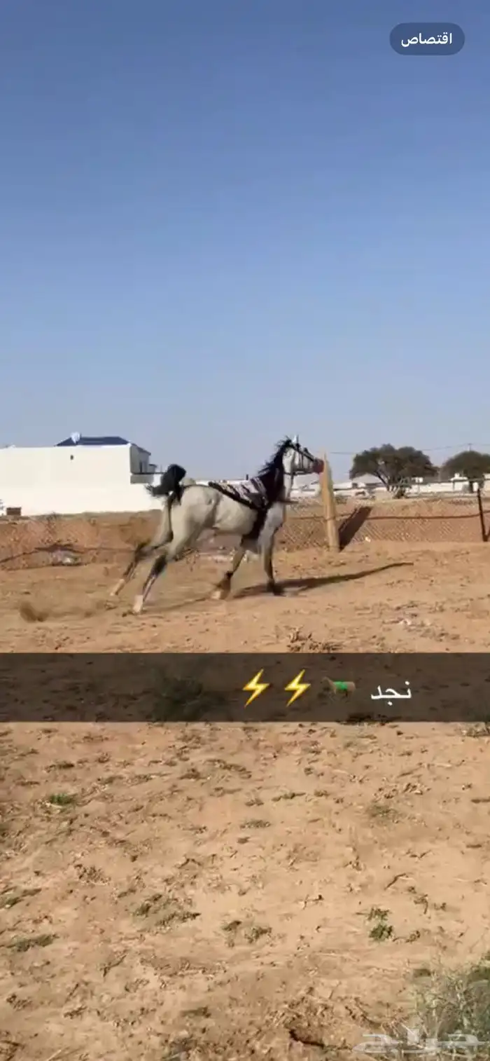 السلام عليكم عرض فرس شعبيه شيخه عمرها ثلاث باقي التفصيل خاص 0