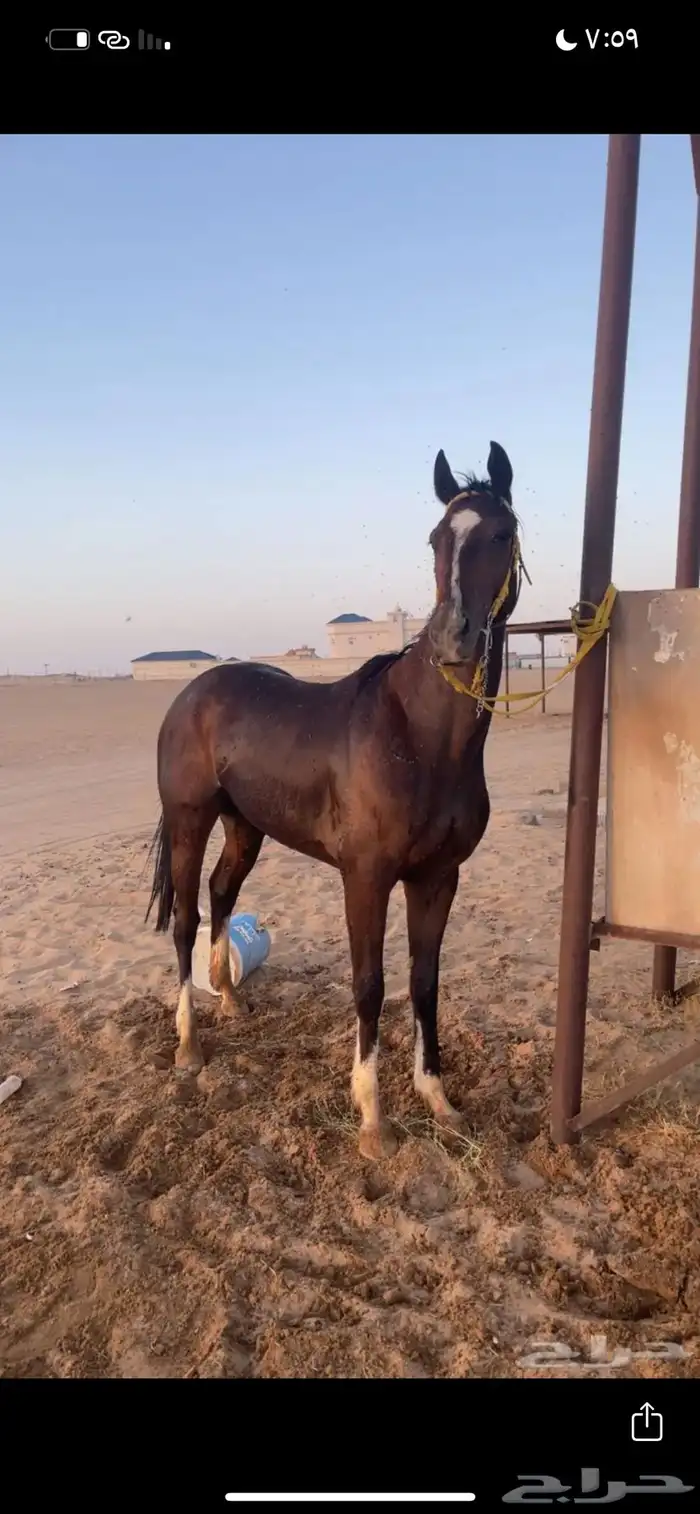 من يبغا المهر الكفو موجود 3