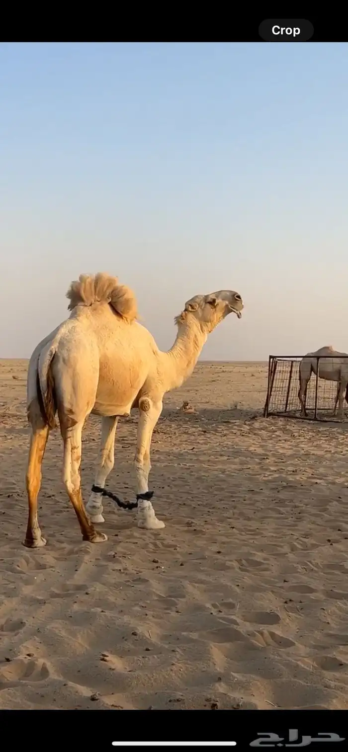 للبيع البيعر اوضح 1