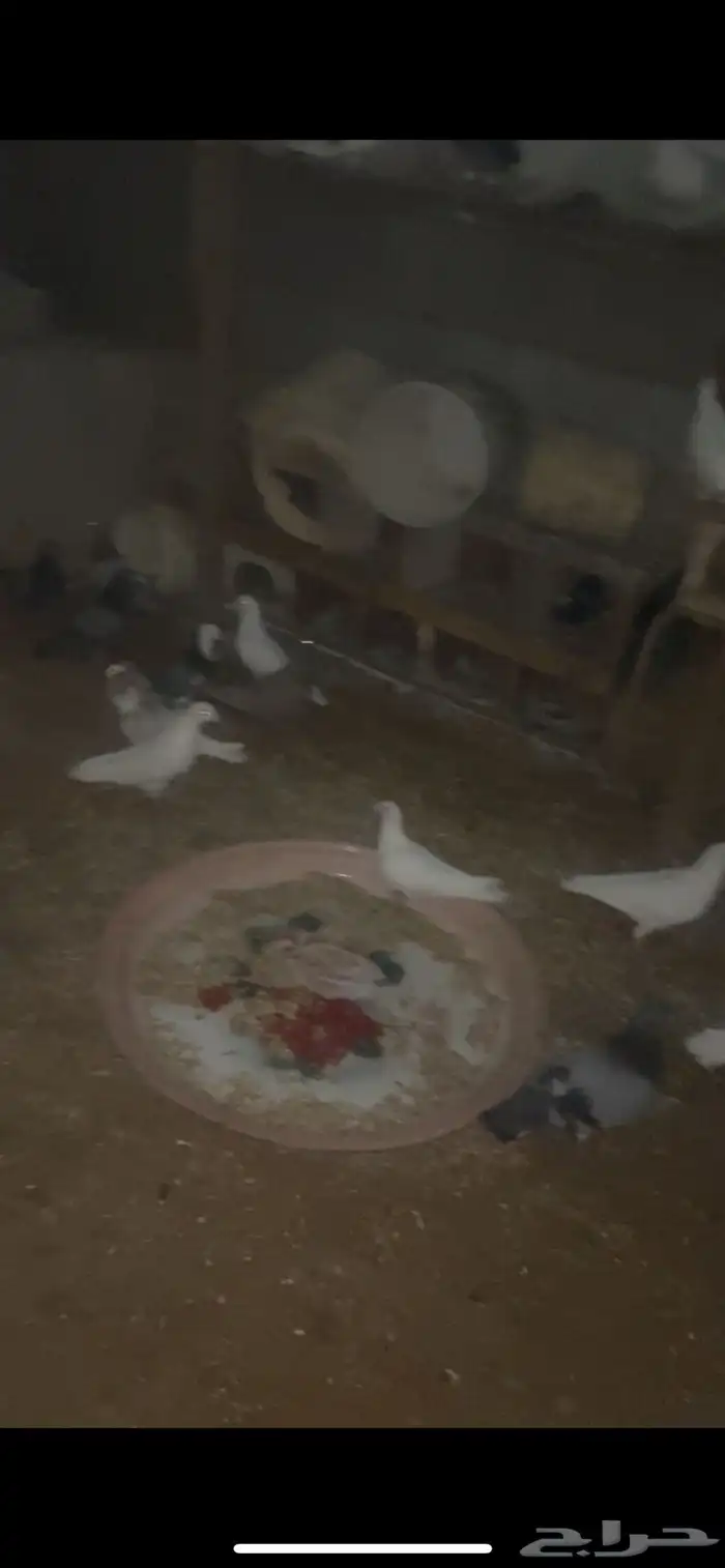 حمام لاحم عشه ثنتين حمام نظيف 0