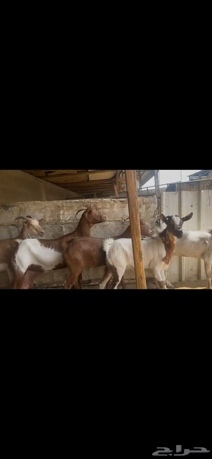 معزا جنوبيه صغار سن..تم البيع 5