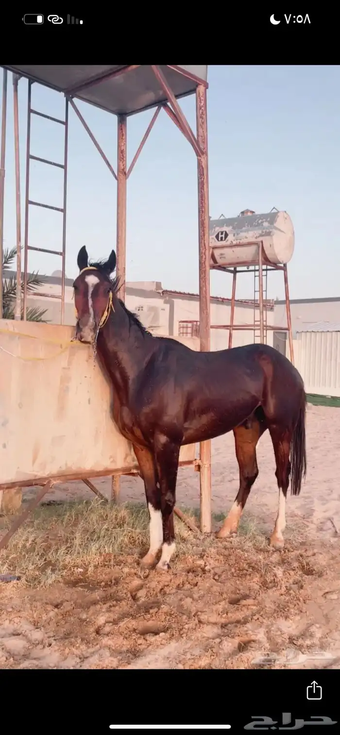 من يبغا المهر الكفو موجود 4