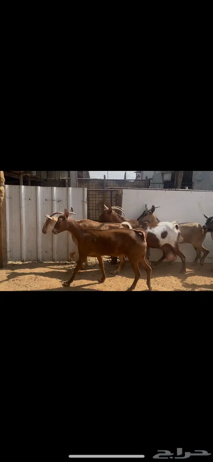 معزا جنوبيه صغار سن..تم البيع 7