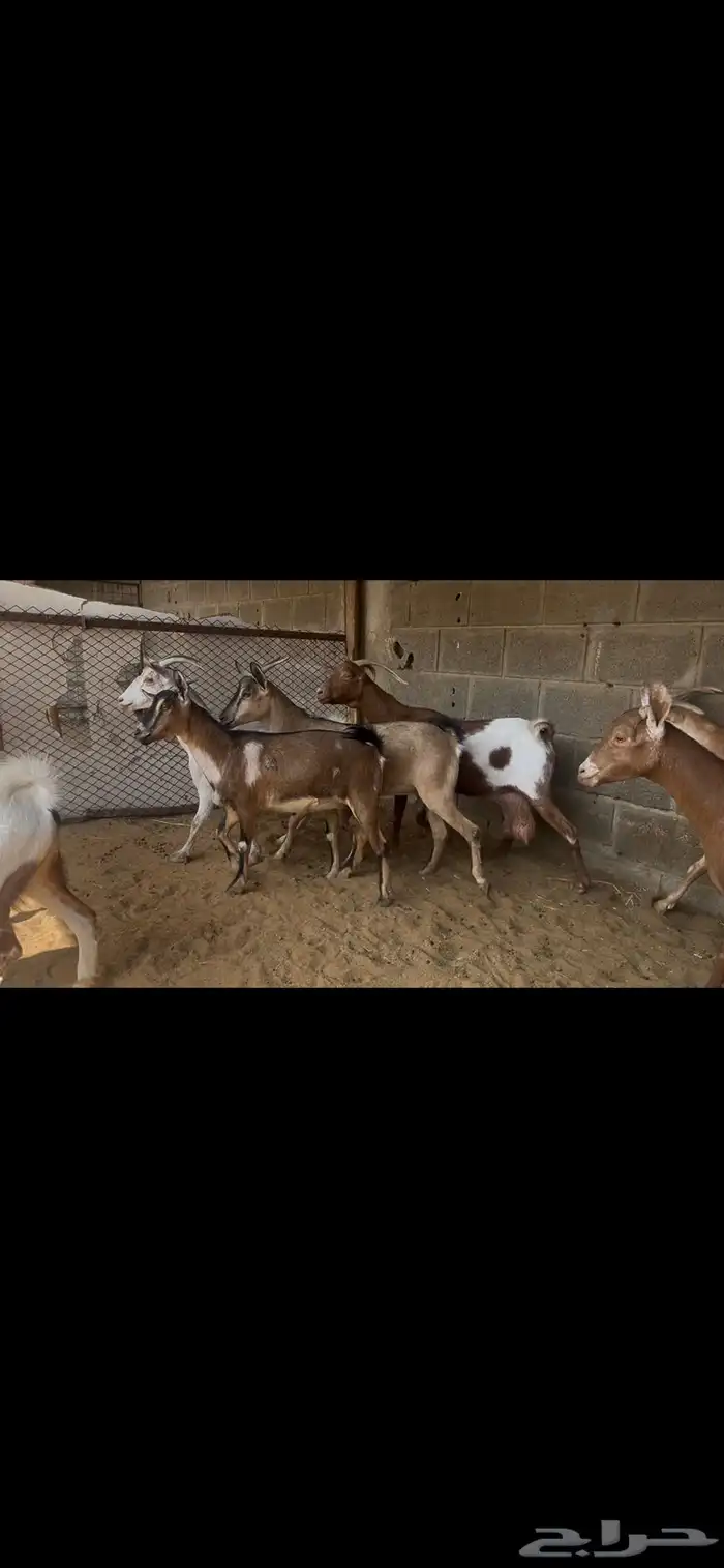 معزا جنوبيه صغار سن..تم البيع 4