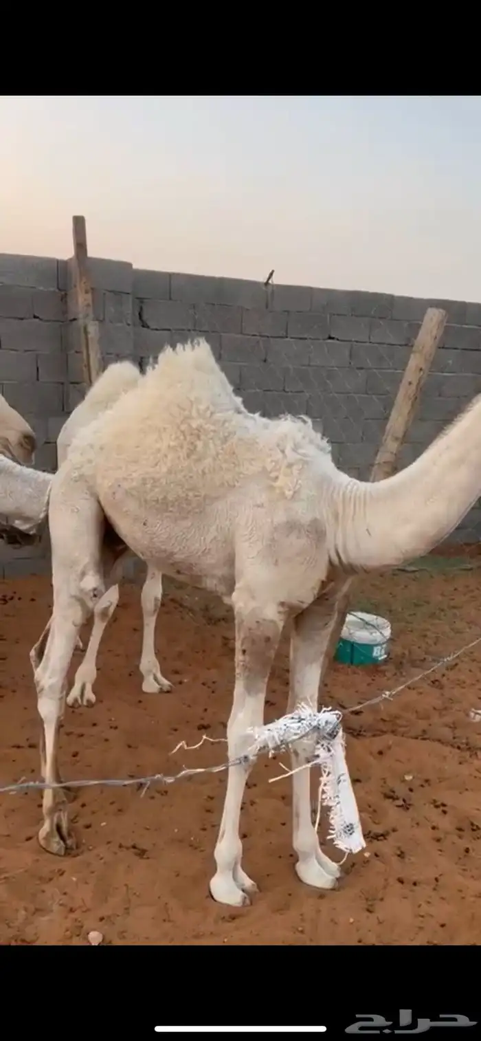 قعود للبيع على اربع اجزاء 0