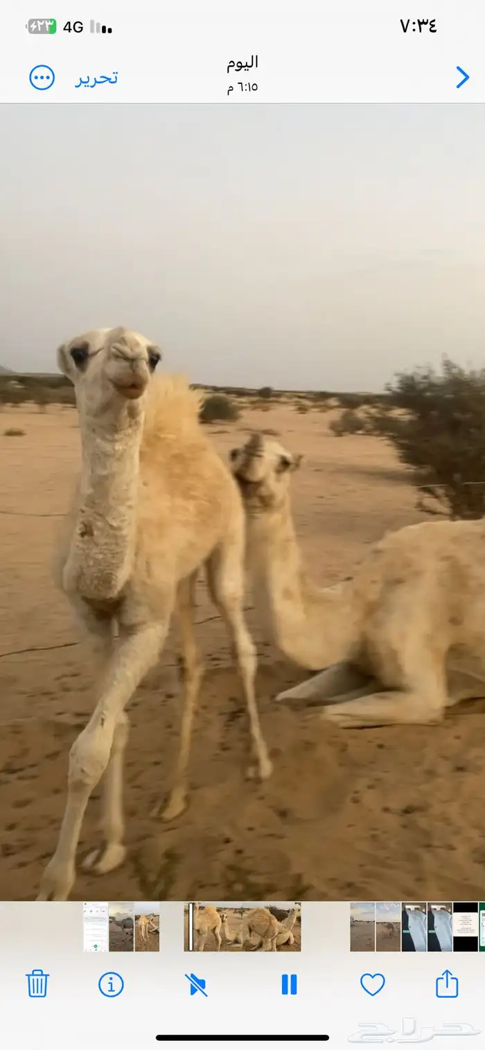 للبيع قعود هيافي امه عليها وسم الباتل 0