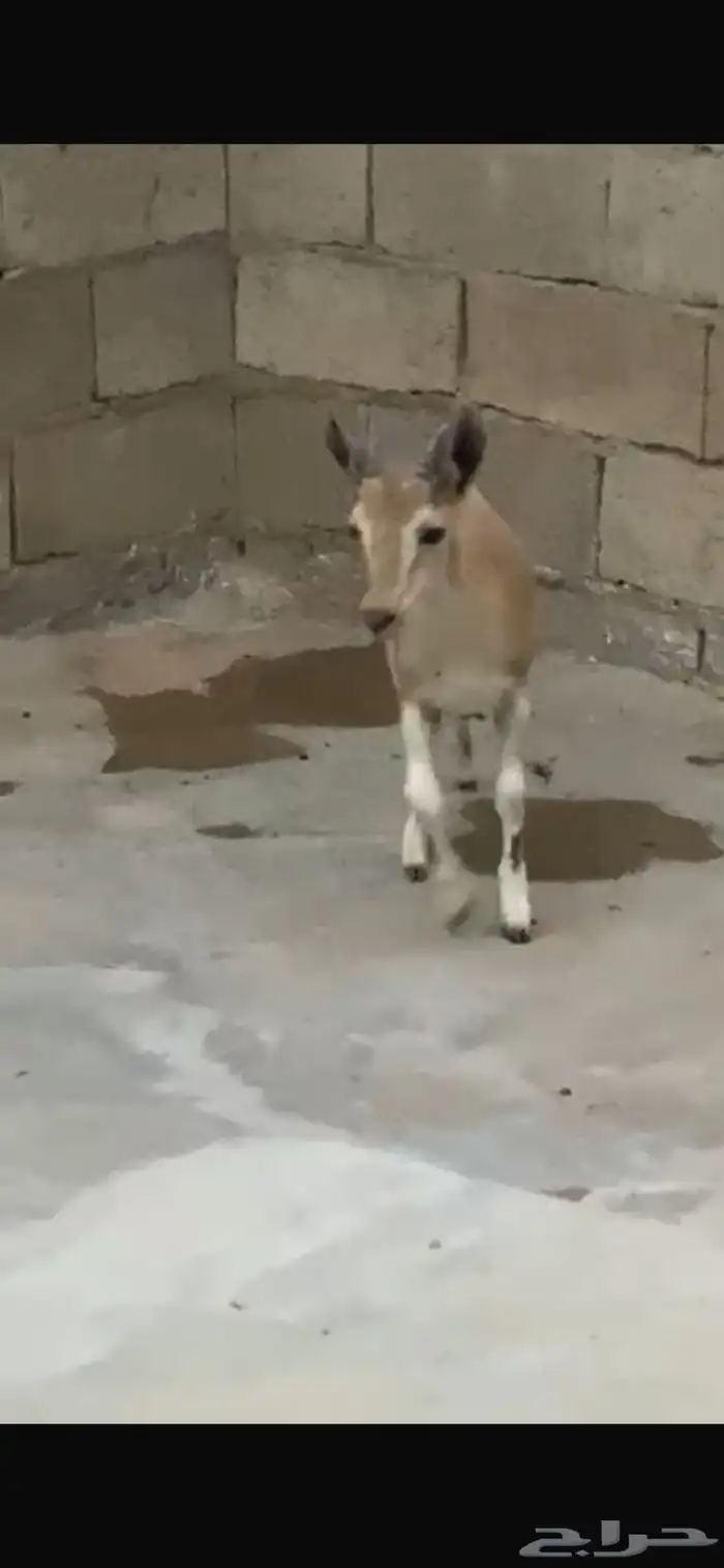 وعل للبيع لون وقرن بسم الله 6
