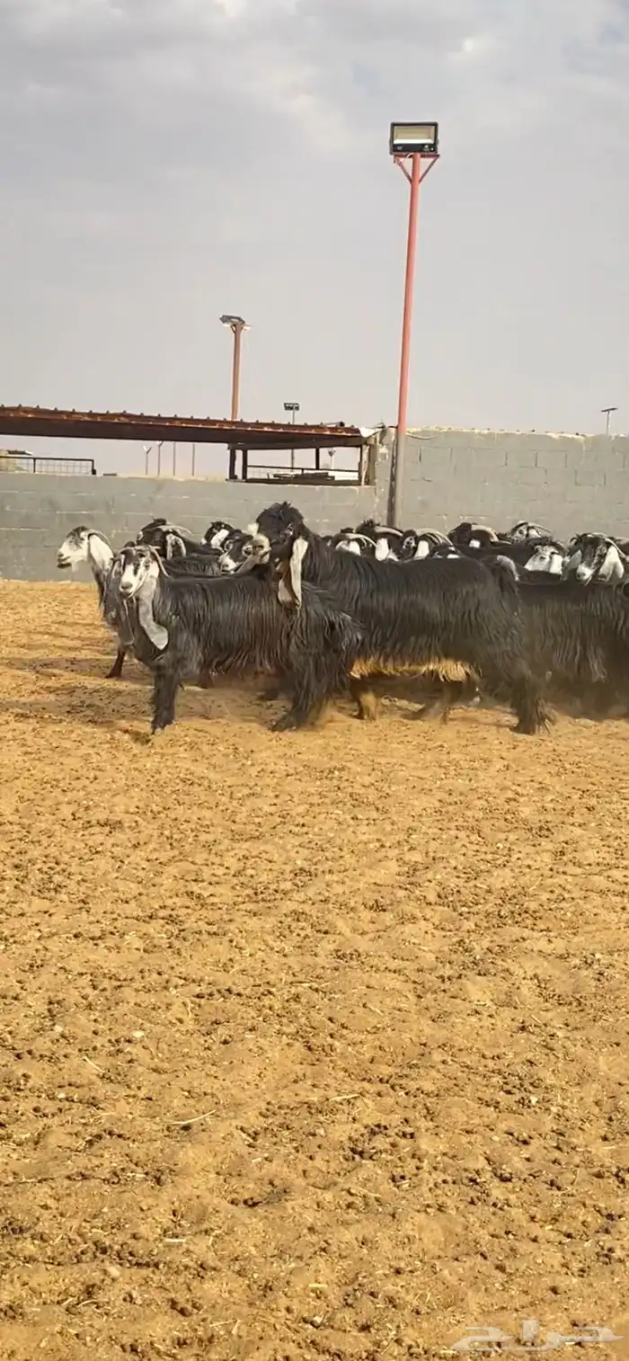 معزا عوارض صنف 1