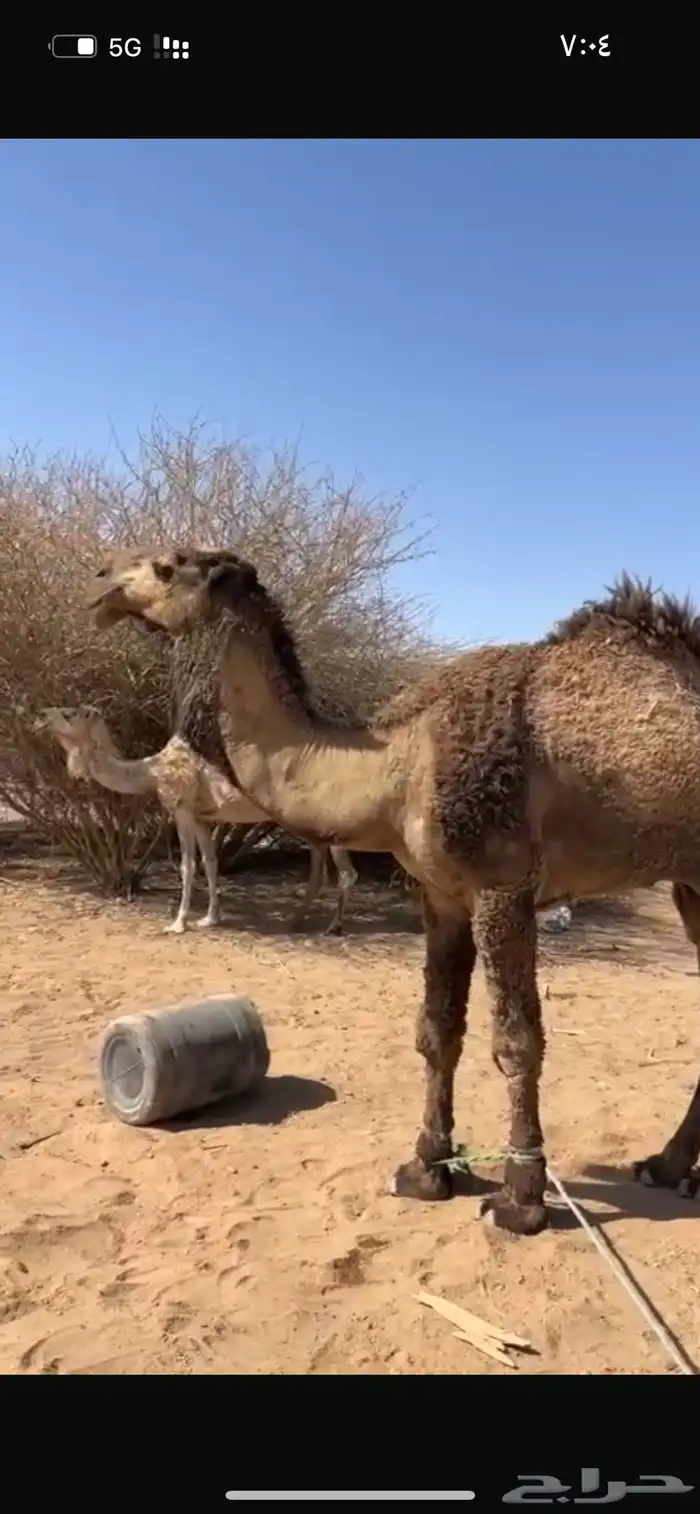 قعود اصفر ثني مزاين (تم البيع) 4